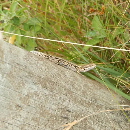 La Sablonière - à 600 M De La - Wifi, Animaux Admis Appartement Notre-Dame-de-Monts