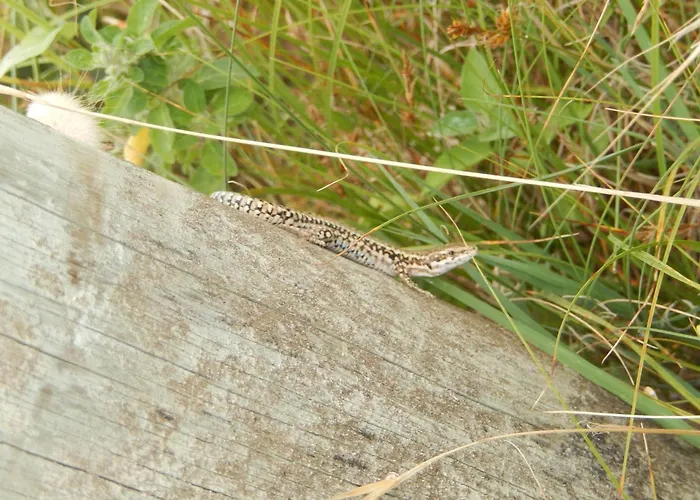 La Sablonière - à 600 M De La - Wifi, Animaux Admis Appartement Notre-Dame-de-Monts